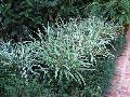 Variegated Flax Lily / Dionella tasmanica 